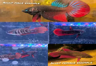 WILD betta Splenden - Original Wild Type - Frank s Bettas Line Young Fish