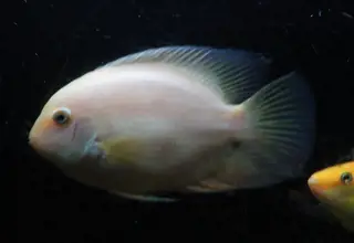 Golden Severum 5-6" Logo