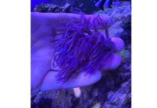 Purple/pink Clove Polyp