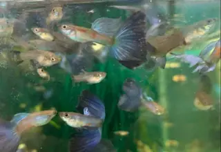 Blue Lazuli Guppies   Trio      2 Female, 1 Male
