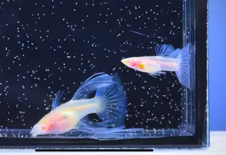 Rare- 1 Pair -Albino Topaz Ribbon Finc Glassbelly- Super High Quality Guppies