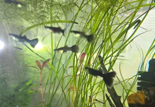 Black Charcoal Guppies