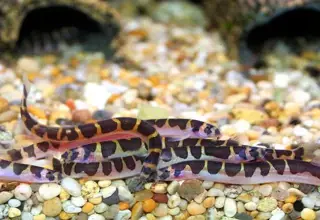 (3) Khuli Loach