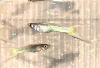 Pk Endlers Japan Blue Sky Green Flash Guppy Pair Mf