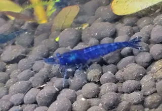Blue Dream Neocaridina X 12 For Local Pickup - Tacoma Wa Logo