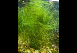 Umbrella Hair Grass(bunch)