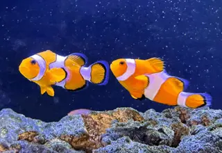 Mated Pair Of Ocellaris Clownfish