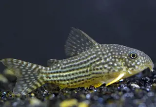 (5) Sterbai Corydoras Logo