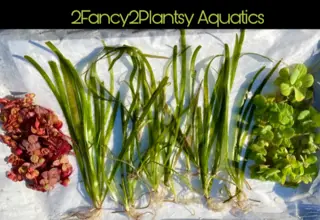 Easy Plant Pack (12+ Vallisneria, Red Root Floater, Water Lettuce)