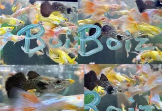 Bachelor 1/2-Pack Guppies - Assorted Logo