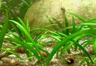 Dwarf Sagittaria(4 Bunches)