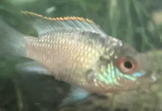 Freshwater Fish  Andinoacara Pulcher - Electric Blue Acara