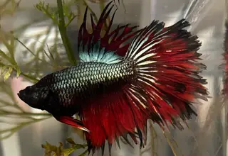 Black-hole Dual Sun Tail Bettas