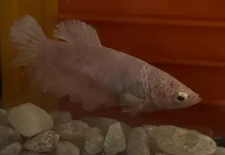 Halfmoon Betta Female, Betta Splendens, Pure White Color Morph