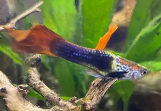 3 Turquoise Sunrise Guppies, Poecilia Reticulata, Male