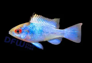 Electric Blue Ram, Mikrogeophagus Ramirezi - Unsexed Single