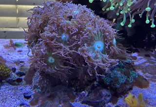 Green Polyp Duncan Coral