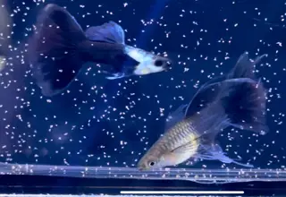 Rare- 1 Pair - Hb Silverado Ribbon Finc - Super High Quality Guppies