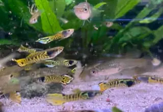 5 Tiger Endlers Fry