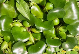 2 Water Hyacinth Plants Logo