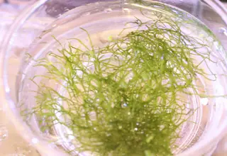 2 Cups Of Riccia Flutians, Live Aquatic Plant