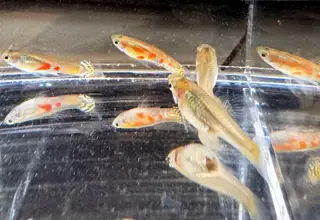 Ginga Rubra Guppies - M/f Pair