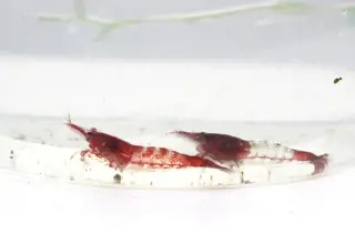 Pair Of High Grade Red Rili Shrimp