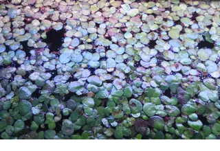 2 Cups Of Duckweed, Lemna Minor, Floating Plant