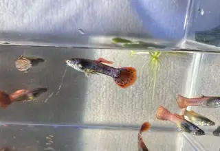 Midnight blue Hybrid Guppy Logo