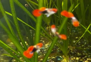 Red Tux Guppies   Bag Of 6 Fry