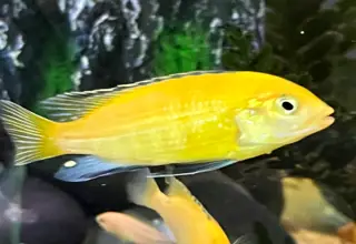 Juvenile Yellow Lab Cichlids