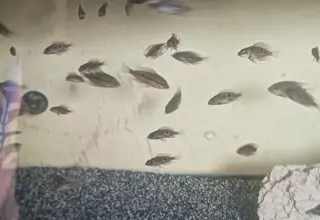 Firemouth Chiclid Logo