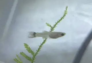 7 Pack Of Guppys (Juveniles)