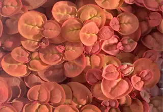 Red Root Floaters (Sandwich Bag)