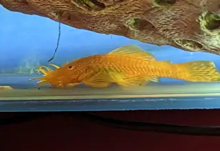 Albino Bristle Nose Plecostomus Male