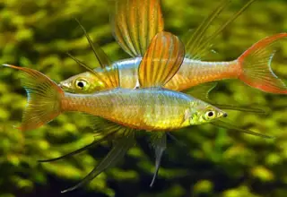 (5) Threadfin Rainbowfish