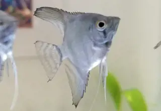Philippine Blue Angelfish (Quarter Size) Logo
