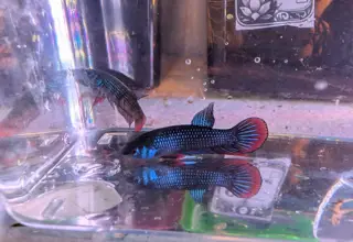 Pair Of Betta Imbelis - "Crescent Betta" - Rare Wild Betta Fish WYSIWYG