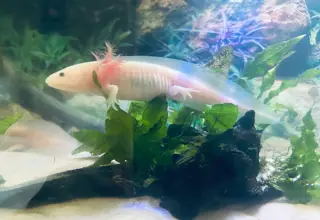 Leucistic Axolotls (5 - 6 Inches)