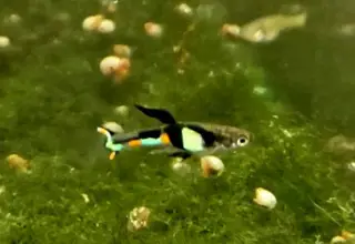 2 Pair Certified Genuine El Tigre Endlers, Live Arrival Guaranteed, 2nd Day Air