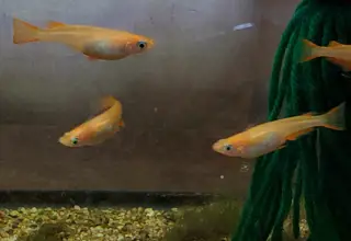 6+1 Orange Medaka Ricefish