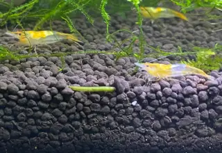 10 (+2 Free) Orange Rili Shrimp