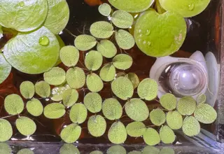 Water Spangles (Salvinia Minima) Freshwater Floater Plant Perfect For Aquarium