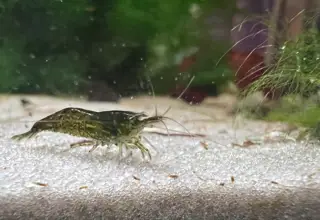 10 (+1 Free) Green Jade Neocaridina Shrimp