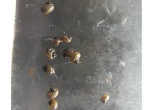 Apple Snail Pomacea Diffusa
