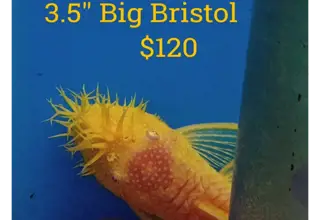 3.5" Big Bristol Logo
