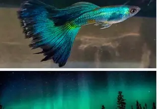 Aurora Moscow Guppy (2m/3f) Free 2nd Day Air