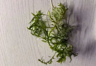 Water Wisteria Bunch - Fast-Growing Aquarium Plant - 5-7 Stems