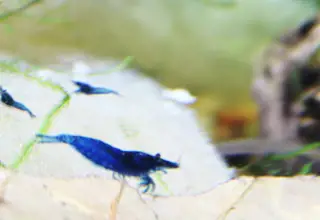 20+(2 Free) Ocean Blue Neocaridina Shrimp