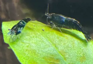 Variety Fresh Water Shrimp Logo